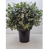 EUC CINEREA PB